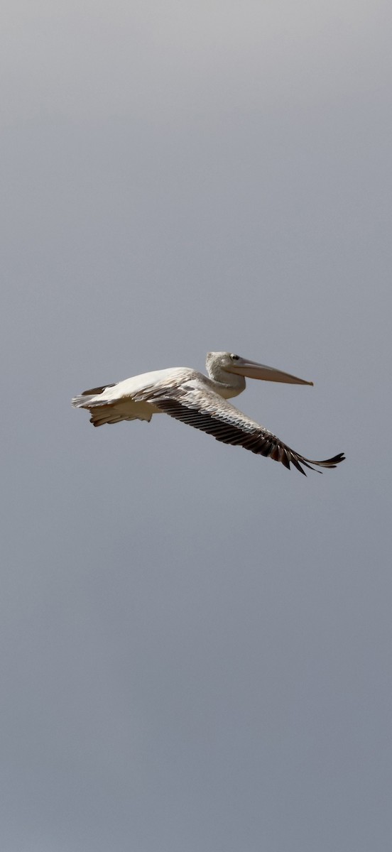 コシベニペリカン - ML646892468