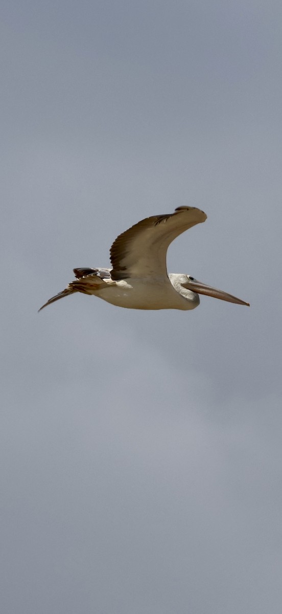 コシベニペリカン - ML646892469