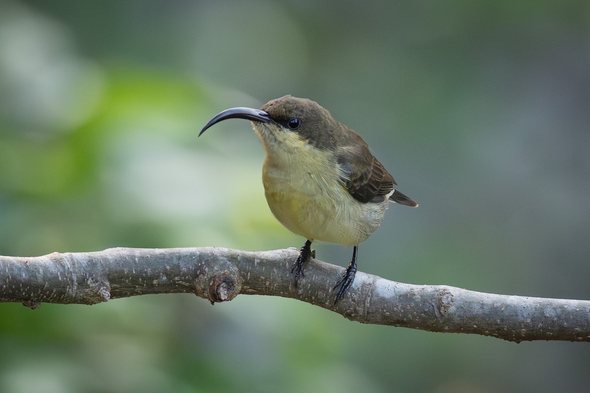 Souimanga de Loten - ML646892471