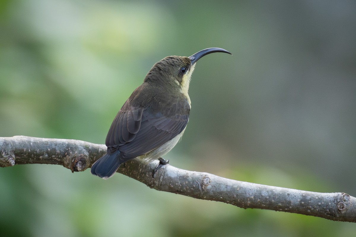 Souimanga de Loten - ML646892474