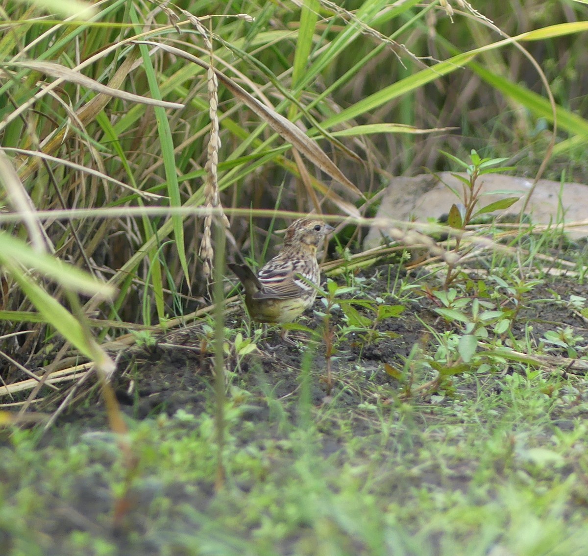 strnad obojkový - ML646892487