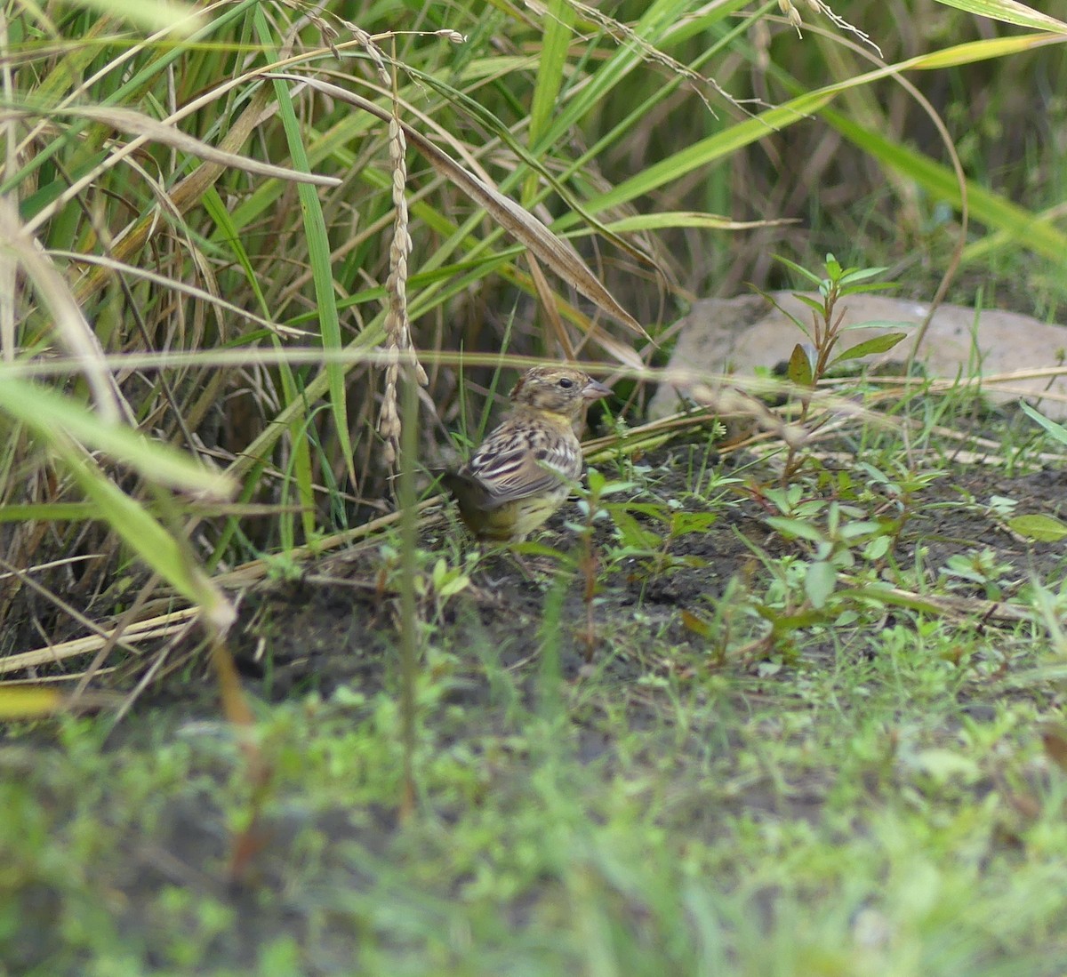 strnad obojkový - ML646892489