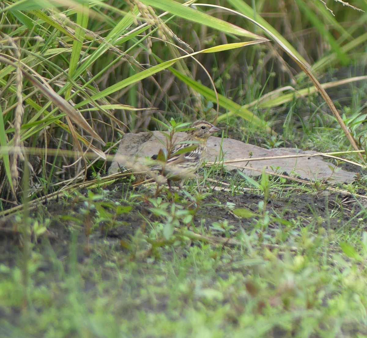 strnad obojkový - ML646892490