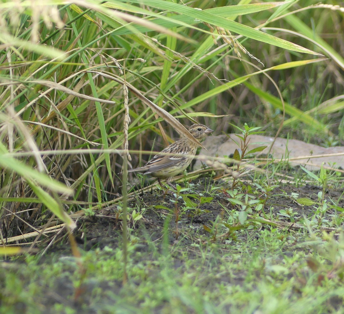 strnad obojkový - ML646892491