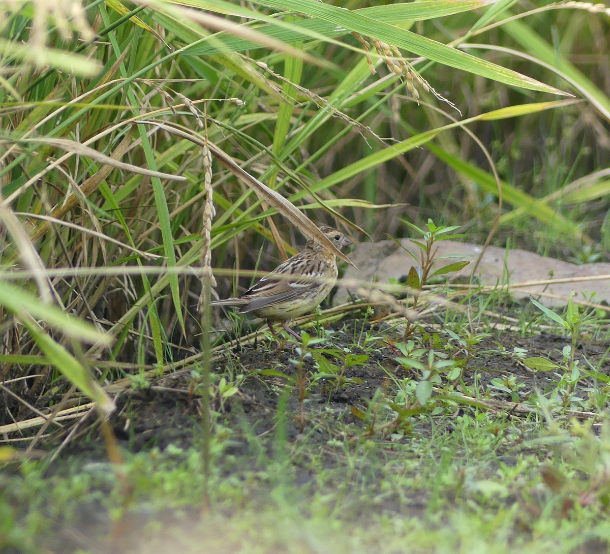 strnad obojkový - ML646892492