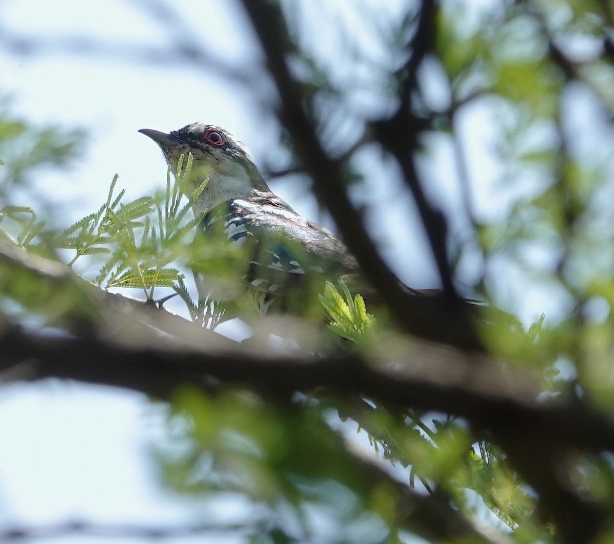 קוקיה ירוקה - ML646892499