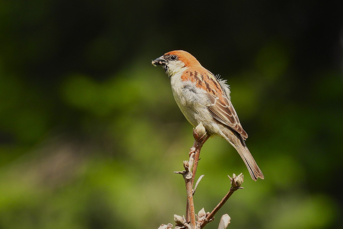 Russet Sparrow - ML646892507