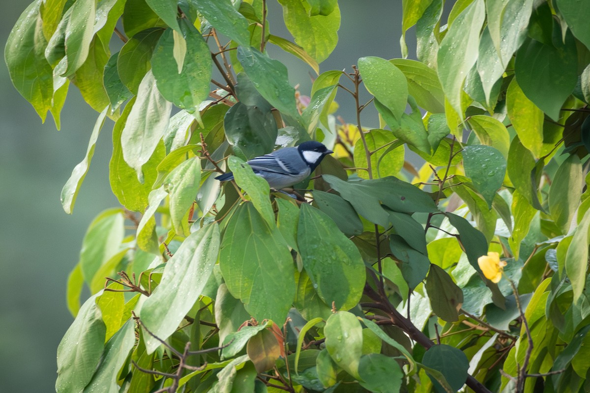 Asian Tit (Cinereous) - ML646892510