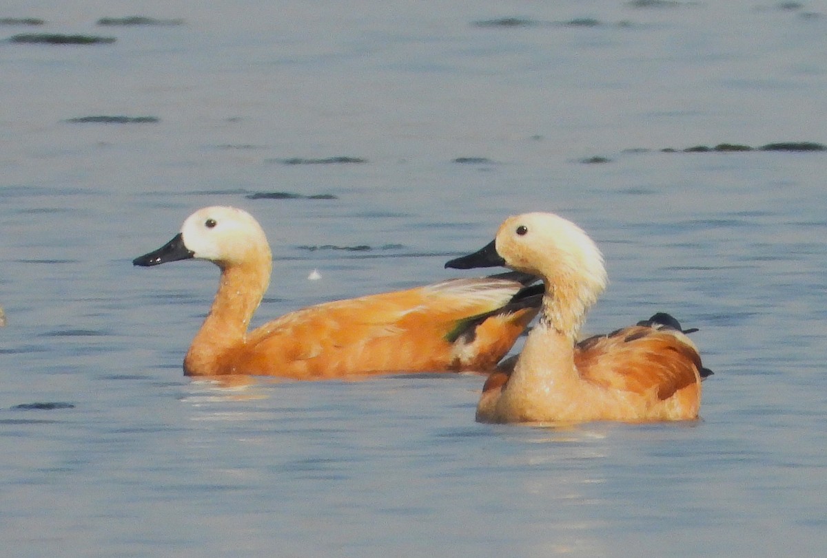 Tarro Canelo - ML646892546