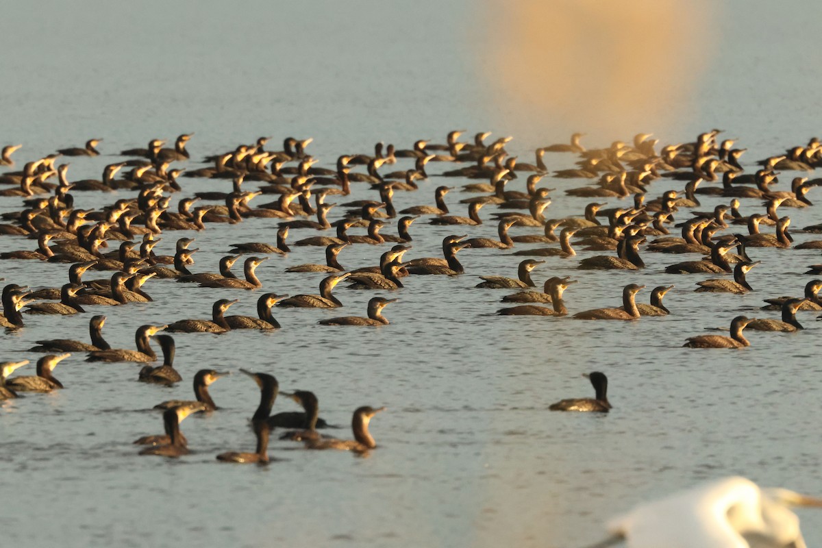 kormorán velký - ML646892551