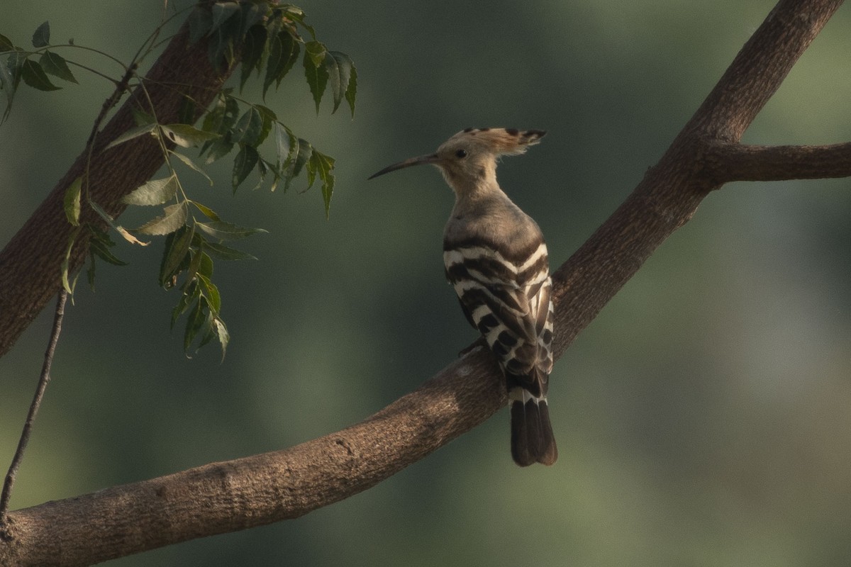 戴勝 - ML646892558