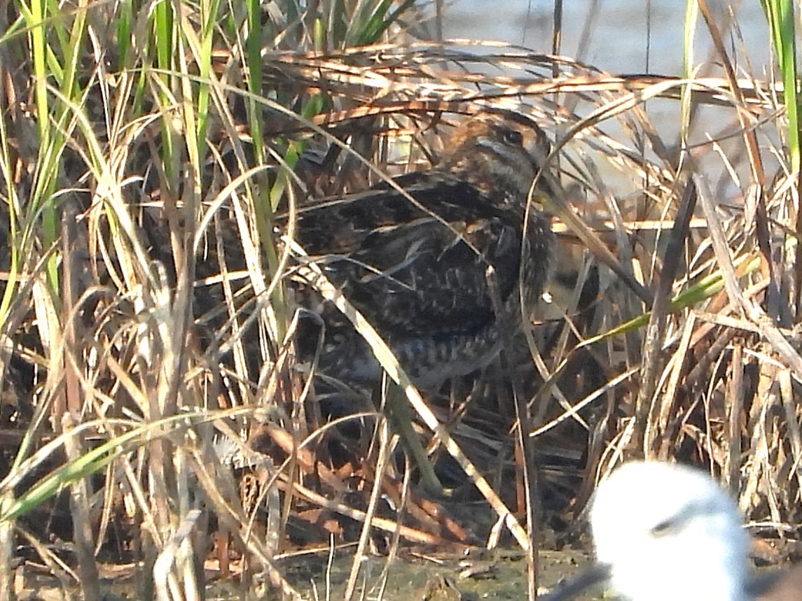 Agachadiza sp. - ML646892561