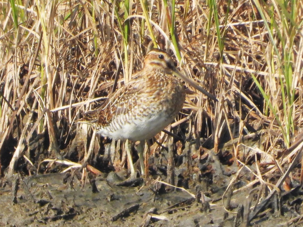 Agachadiza sp. - ML646892562