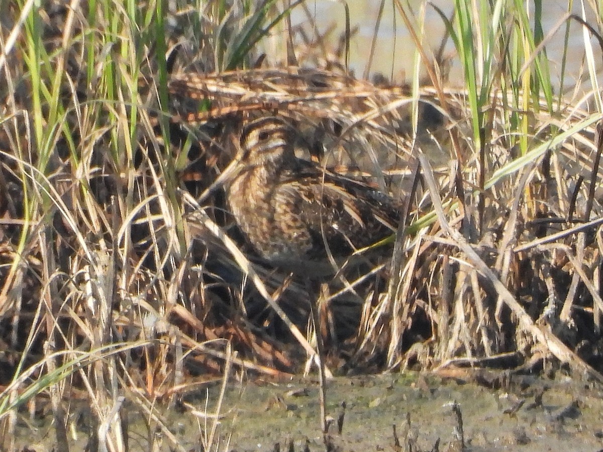 Agachadiza sp. - ML646892563