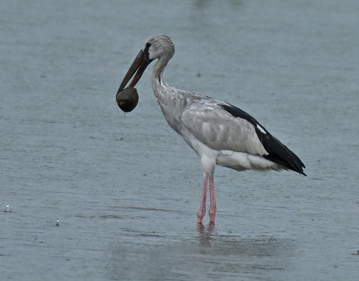 スキハシコウ - ML646892564