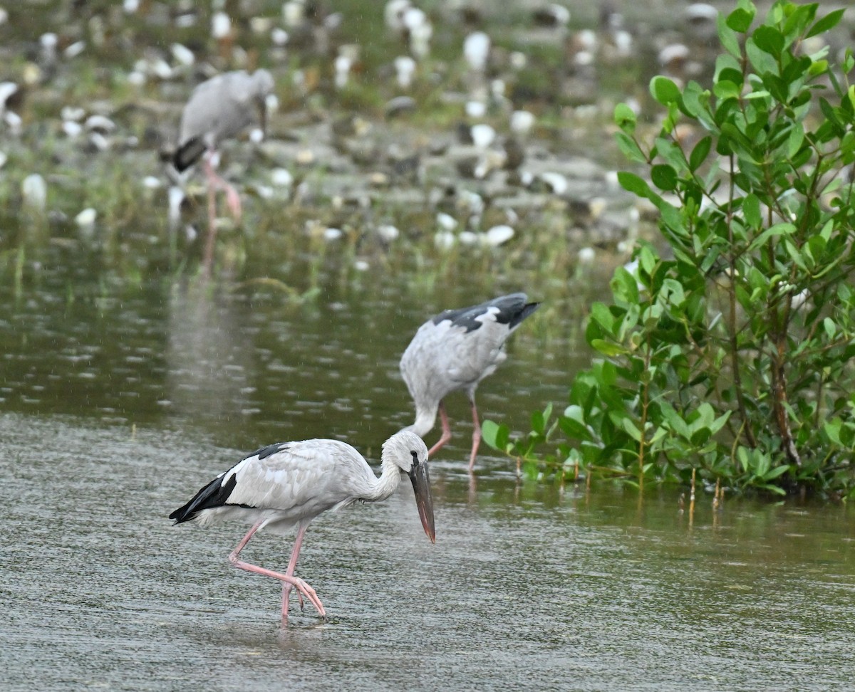 スキハシコウ - ML646892565