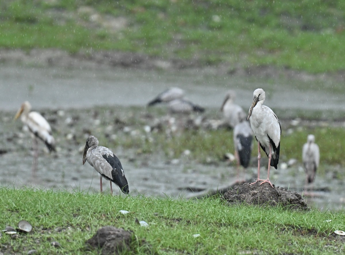 スキハシコウ - ML646892566