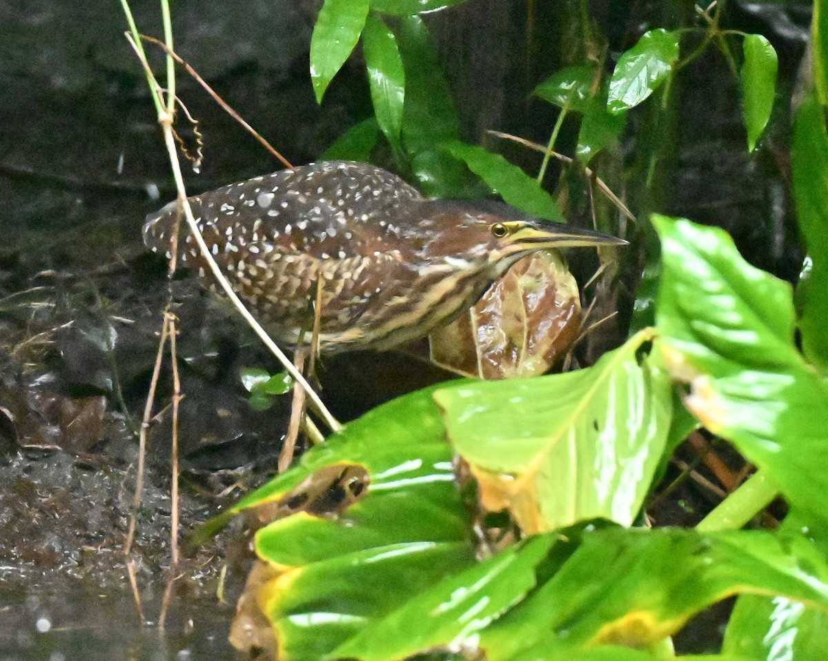 אנפית מזרחית - ML646892572