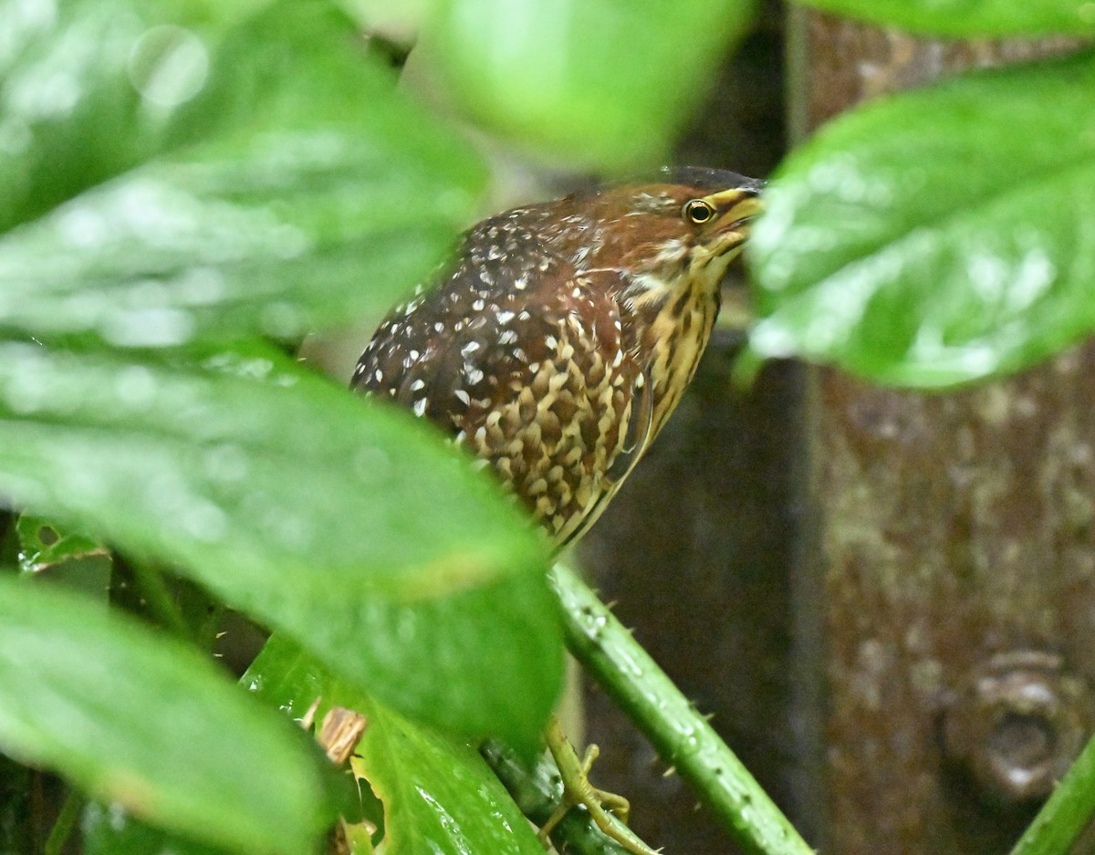 אנפית מזרחית - ML646892573