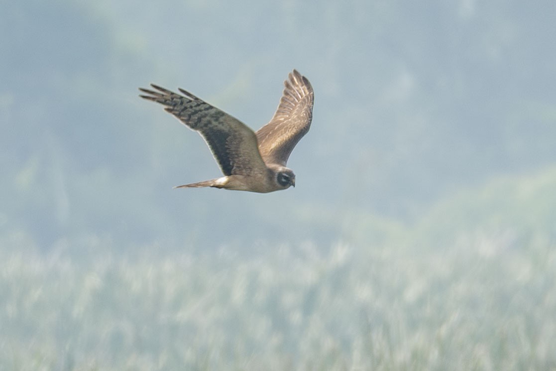Pallid Harrier - ML646892583