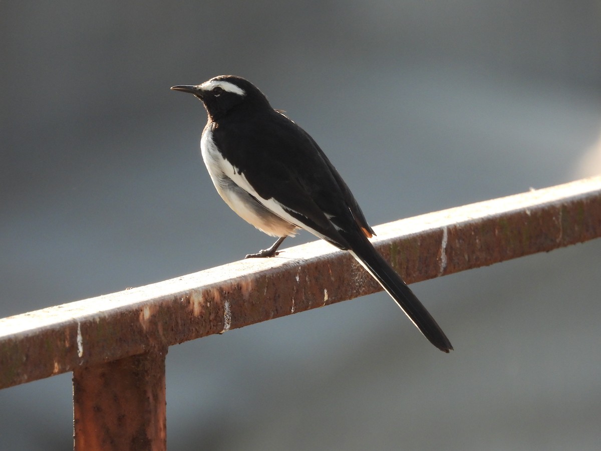 White-browed Wagtail - ML646892591