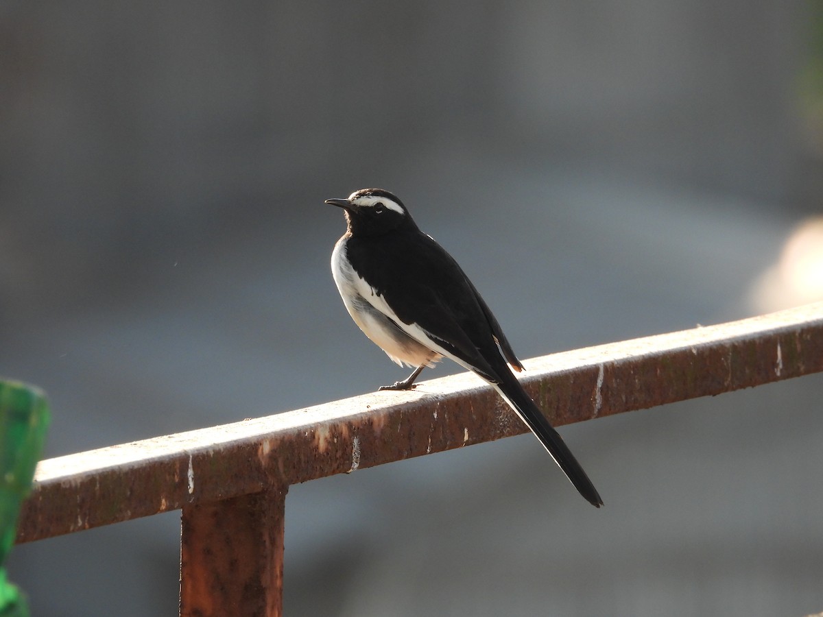 White-browed Wagtail - ML646892592
