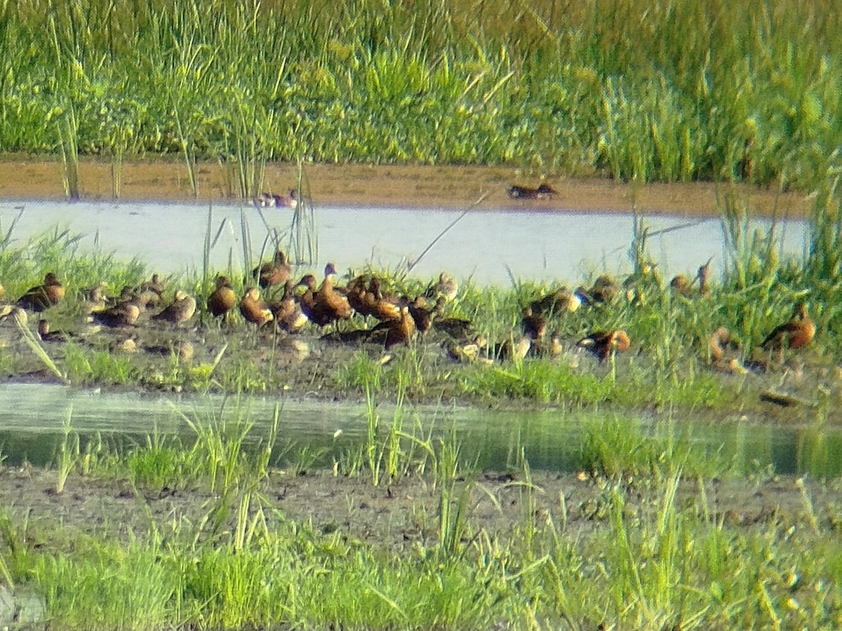 Dendrocygne à lunules - ML646892595
