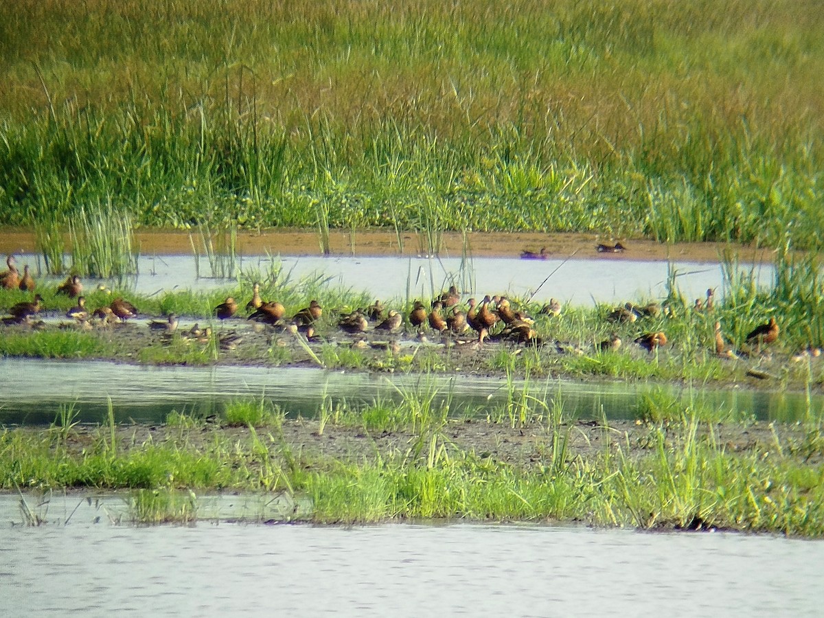 Dendrocygne à lunules - ML646892596