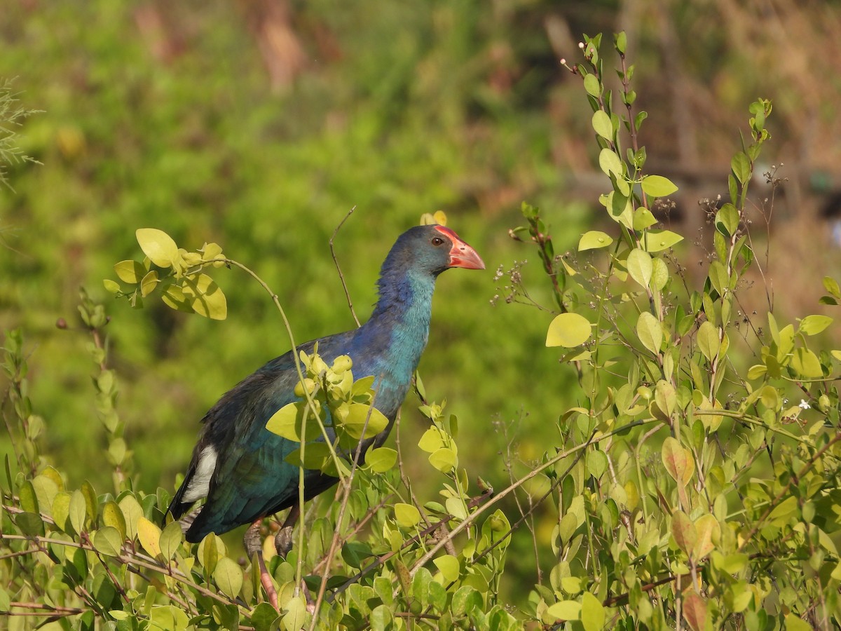 Gray-headed Swamphen - ML646892597