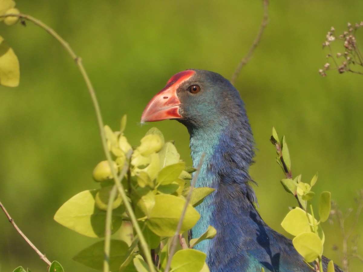 Gray-headed Swamphen - ML646892598