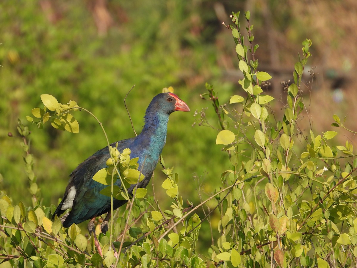 Gray-headed Swamphen - ML646892599