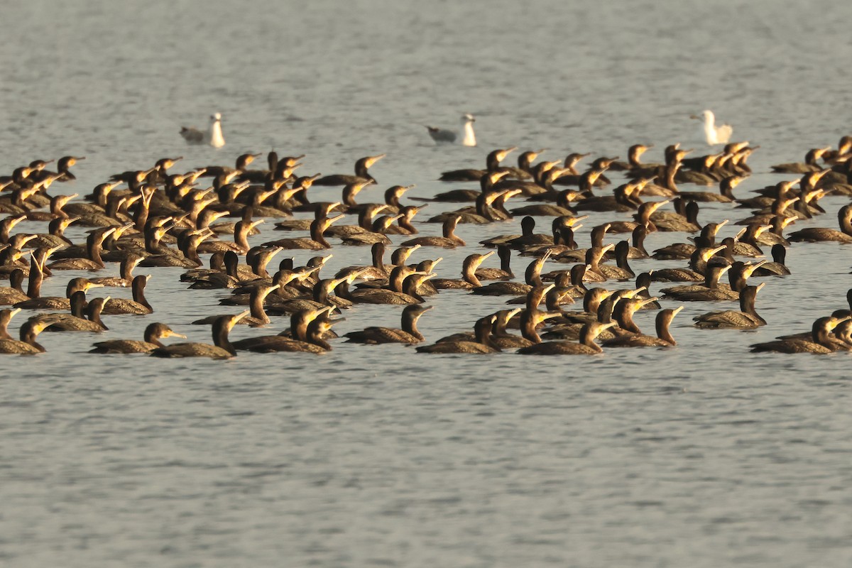 kormorán velký - ML646892600