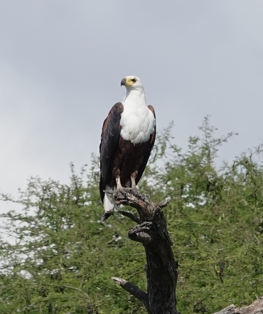 עיטם אפריקני - ML646892603