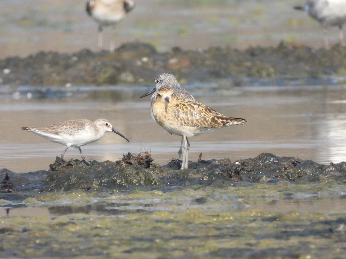 Chorlito Dorado Siberiano - ML646892608