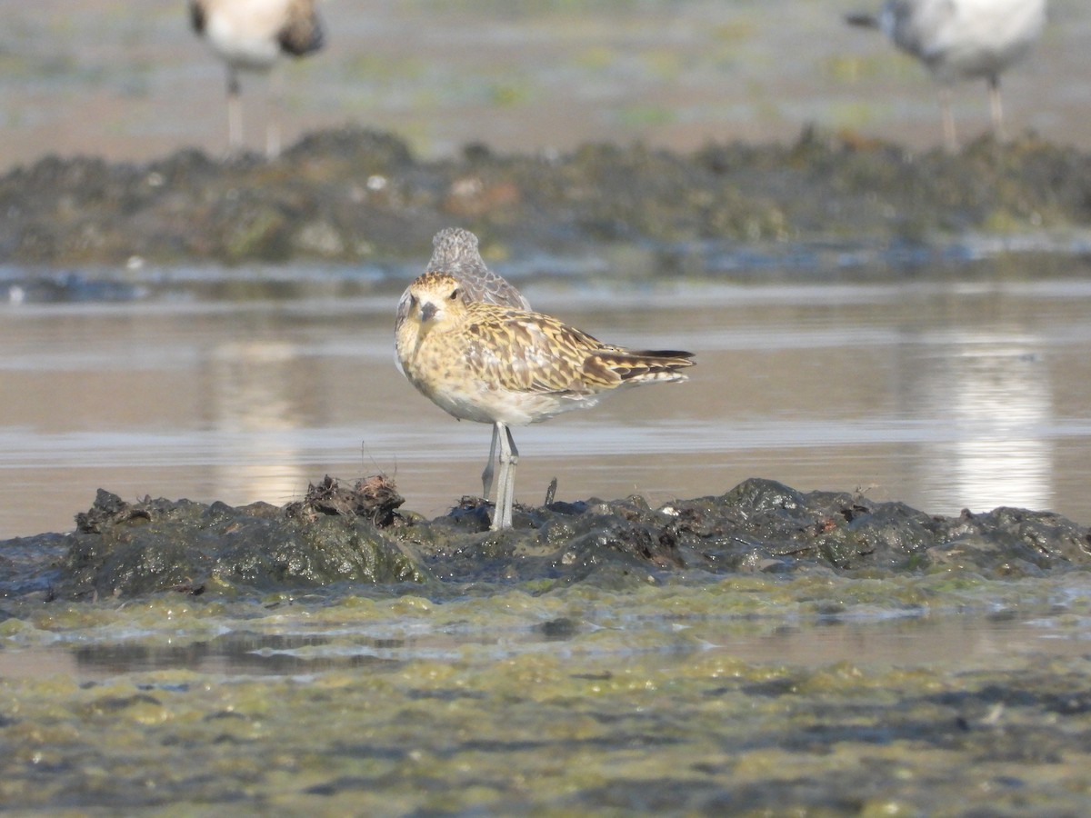Chorlito Dorado Siberiano - ML646892609