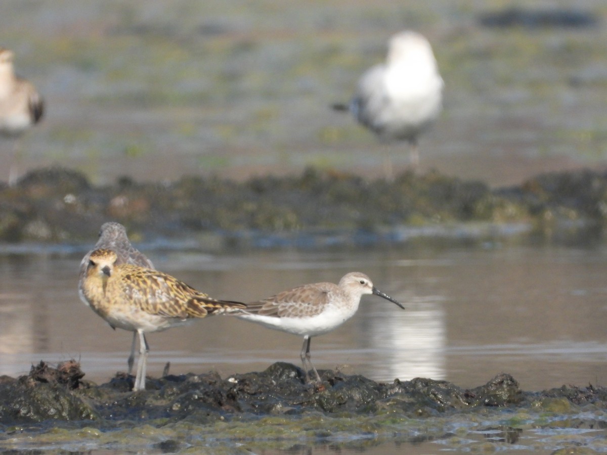 Correlimos Zarapitín - ML646892622