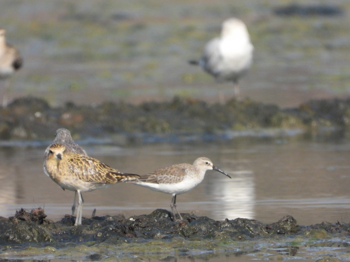 Correlimos Zarapitín - ML646892623