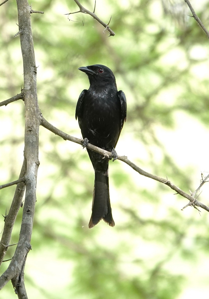 Fork-tailed Drongo - ML646892624