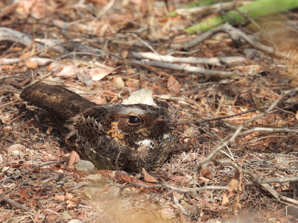 Madagascar Nightjar - ML646892626