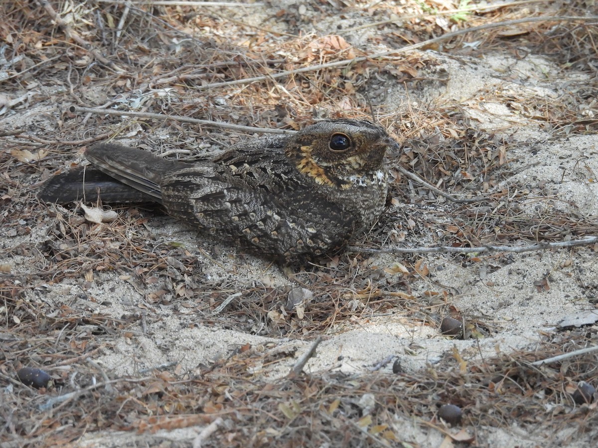 Madagascar Nightjar - ML646892630