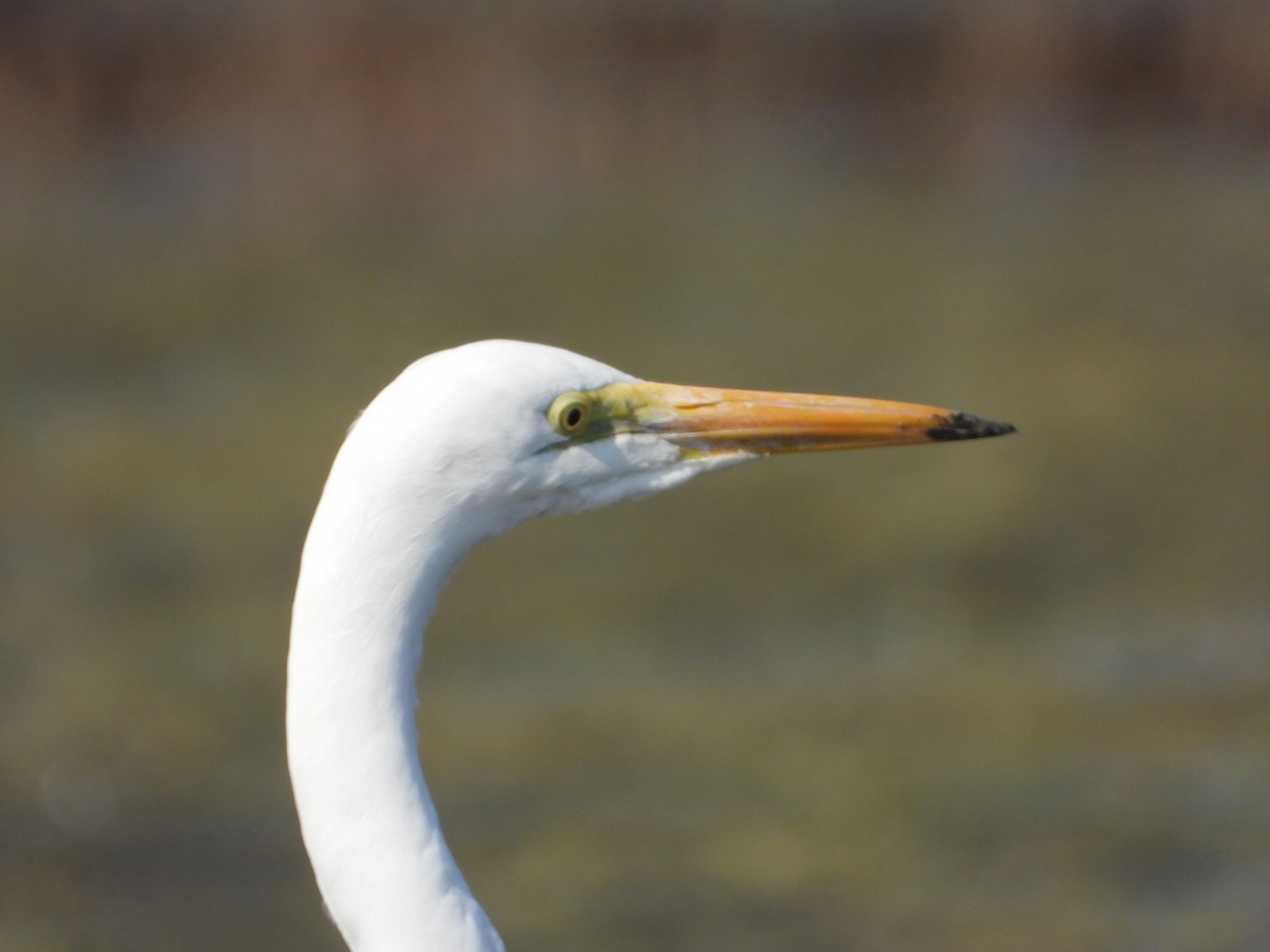 Garceta Grande - ML646892634