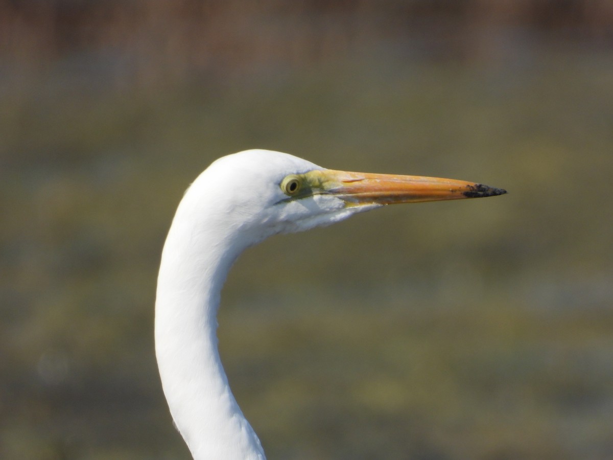 Garceta Grande - ML646892636