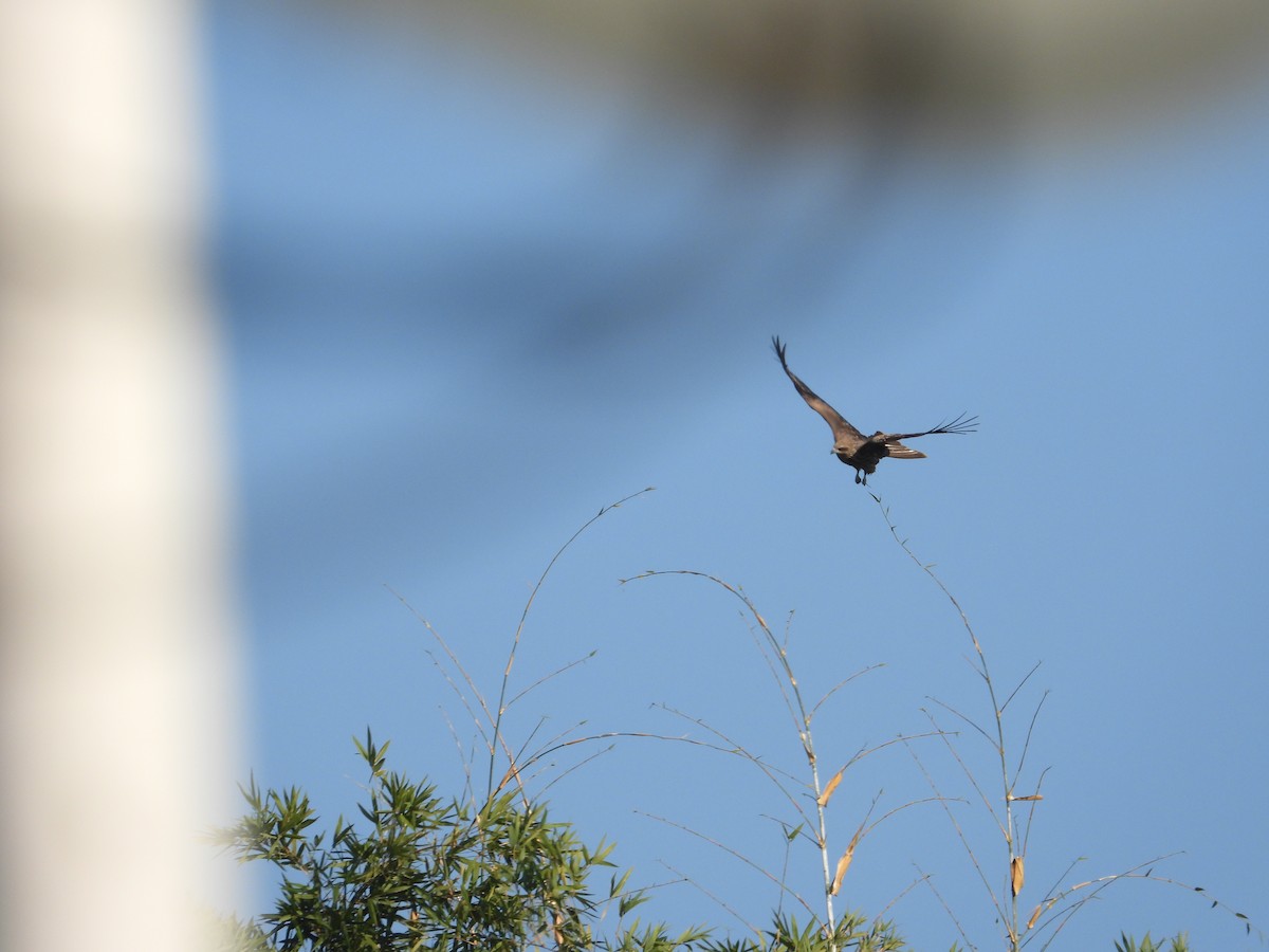 Black Kite (Black-eared) - ML646892639