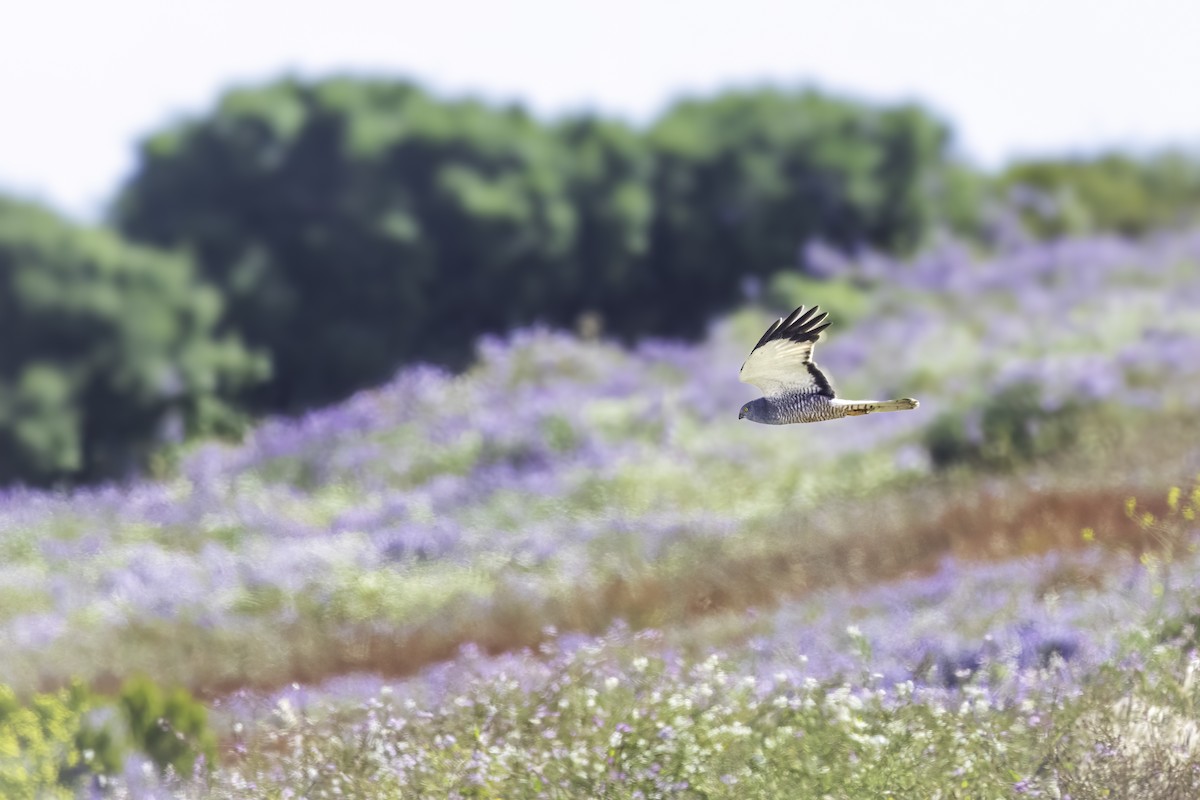Cinereous Harrier - ML646892640