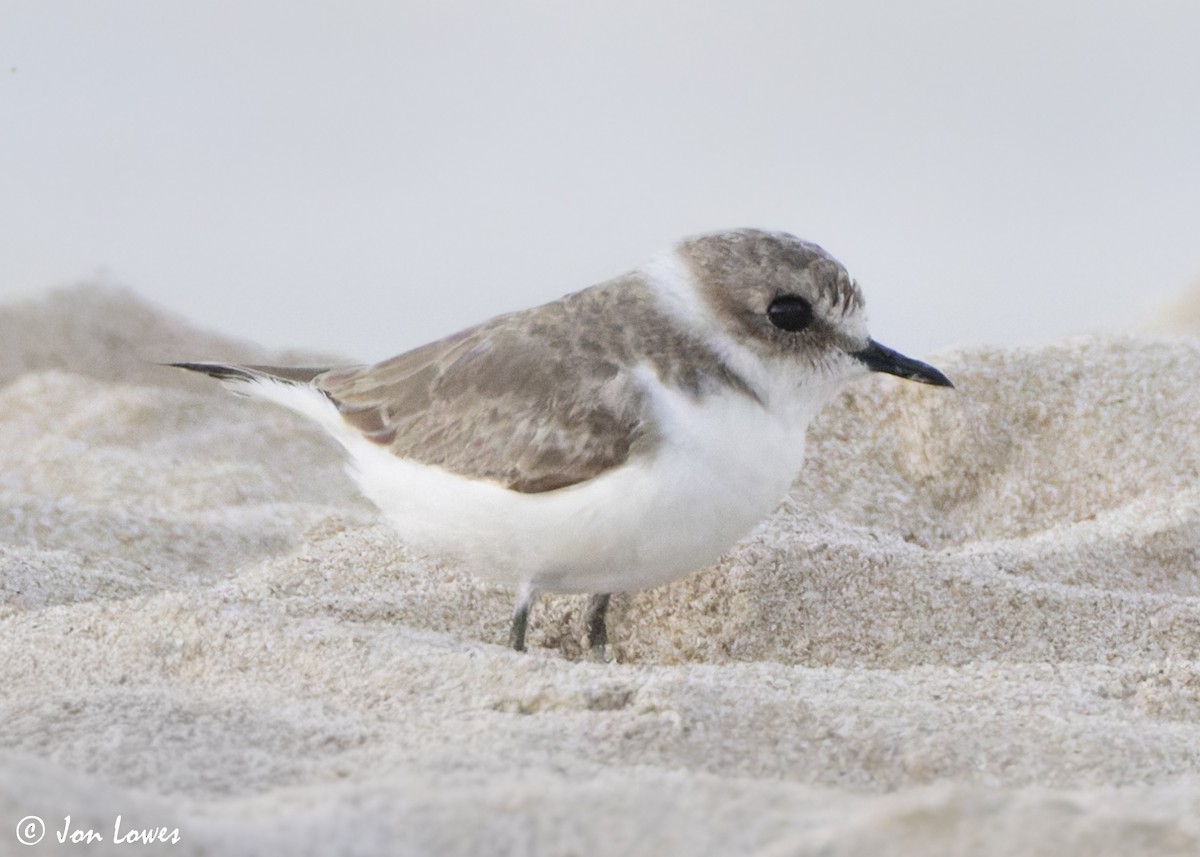 hvitbrystlo (alexandrinus/nihonensis) - ML646892641