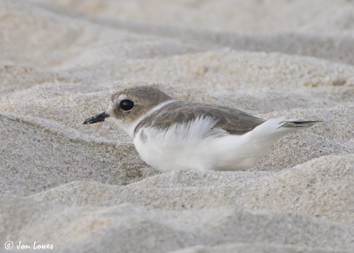 hvitbrystlo (alexandrinus/nihonensis) - ML646892642