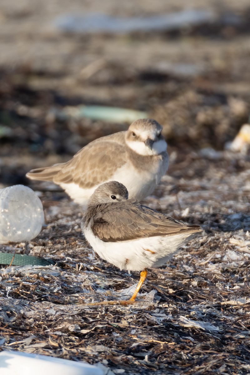 ソリハシシギ - ML646892643