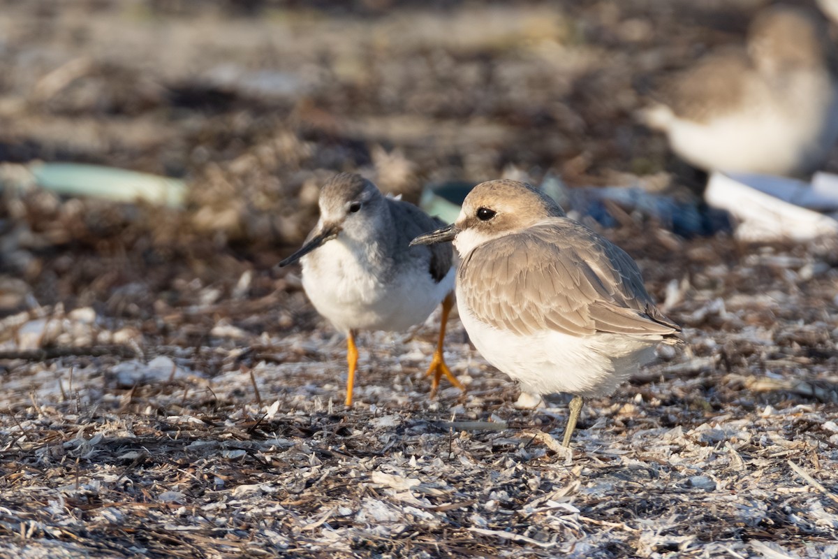 ソリハシシギ - ML646892644