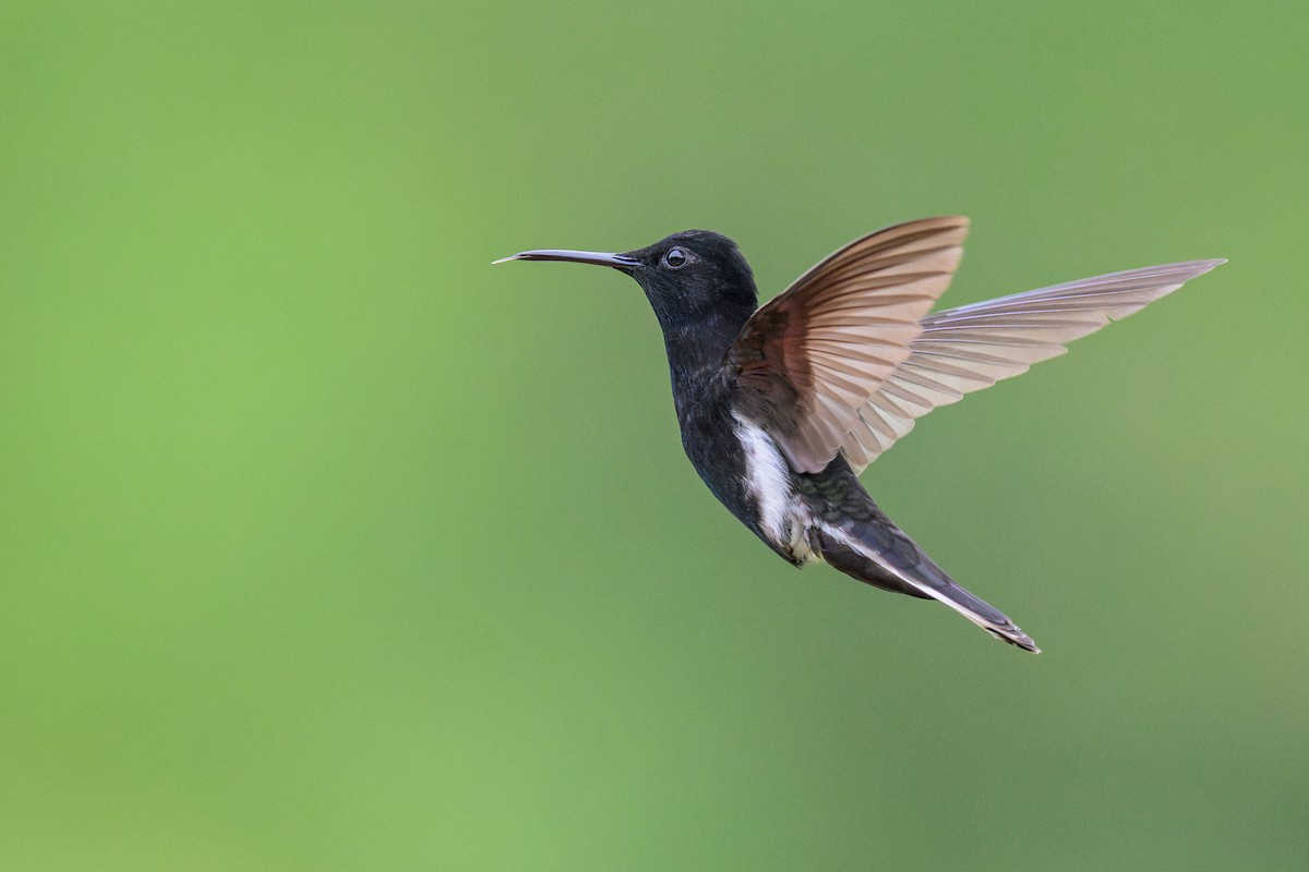 Black Jacobin - ML646892653