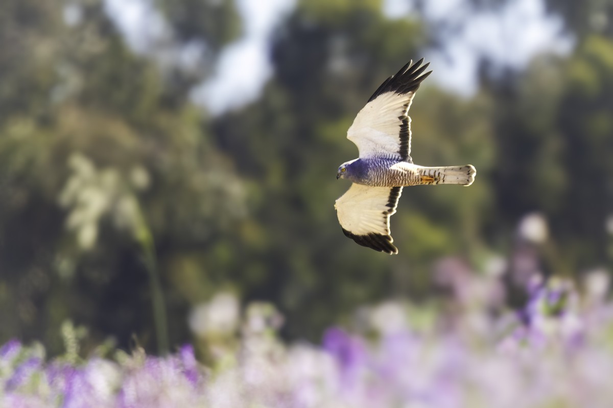Cinereous Harrier - ML646892656